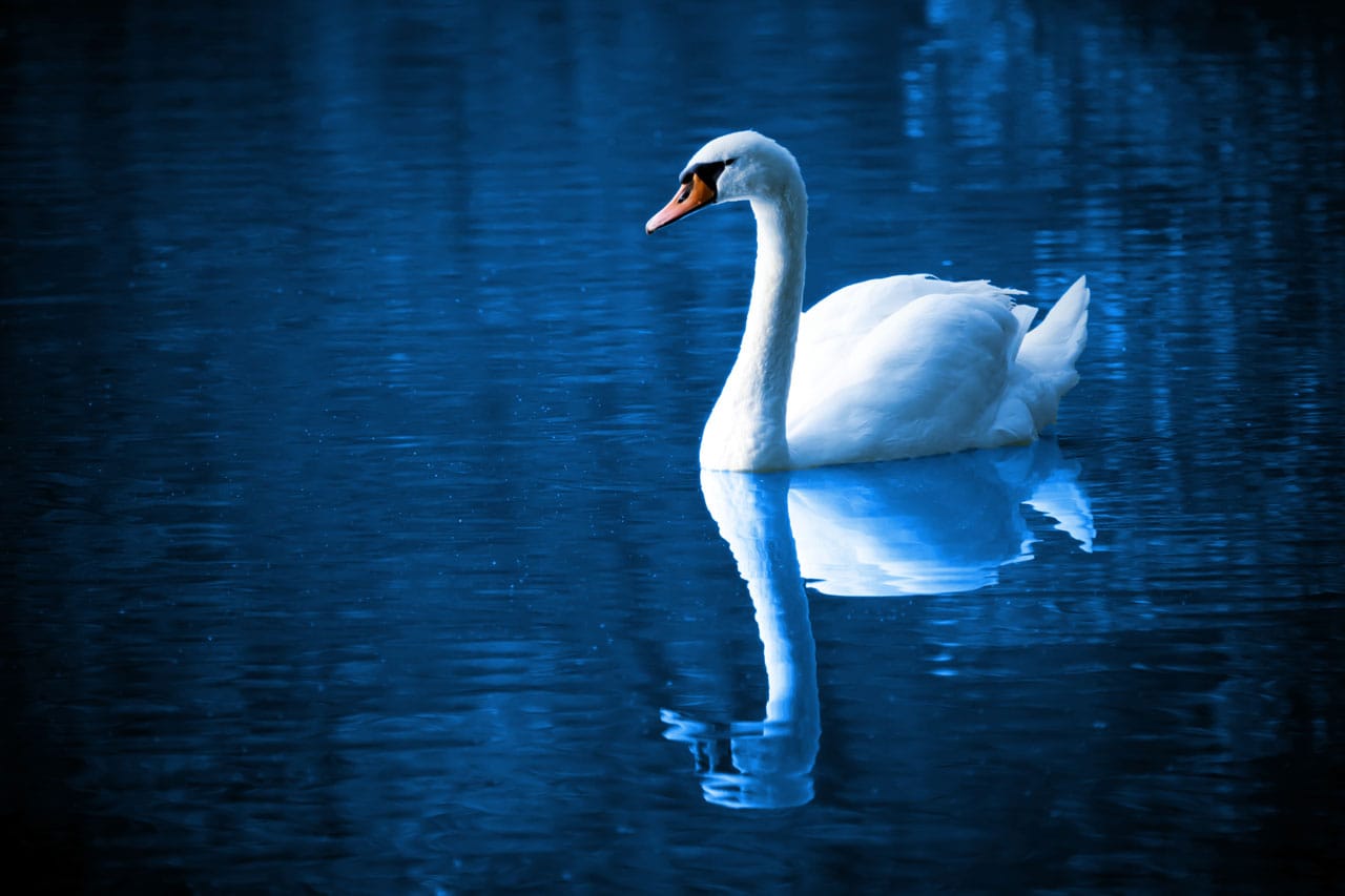 swan-on-a-lake